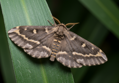 Moth Control Swansea, MA | All-Pro Pest Control