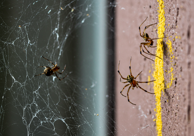 Professional Spider Control in Swansea, MA | All-Pro Pest Control